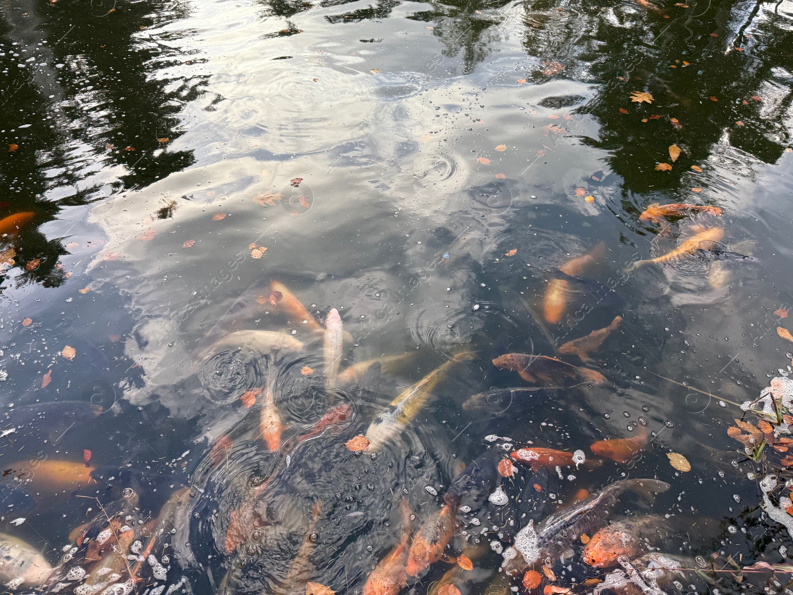 Photo of Beautiful koi carps swimming in pond outdoors