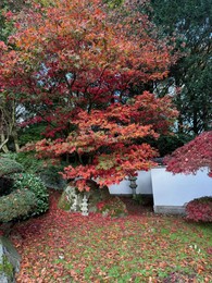 Photo of Beautiful tree with red leaves growing in autumn park