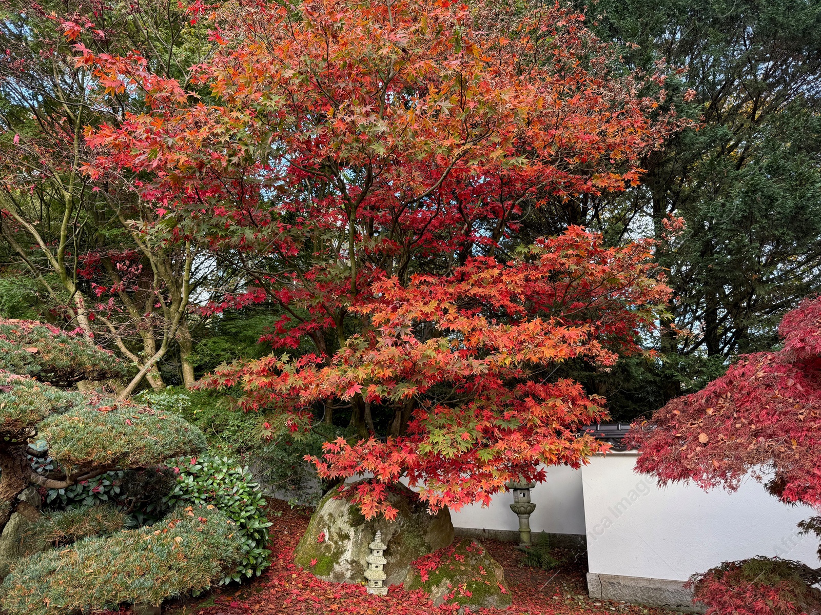 Photo of Beautiful tree with red leaves growing in autumn park