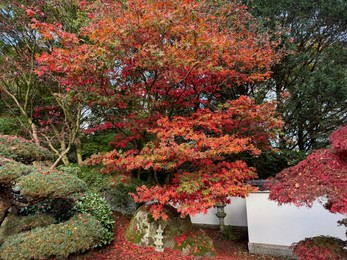 Photo of Beautiful tree with red leaves growing in autumn park