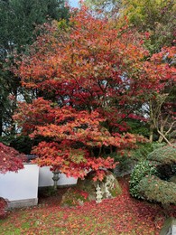 Photo of Beautiful tree with red leaves growing in autumn park