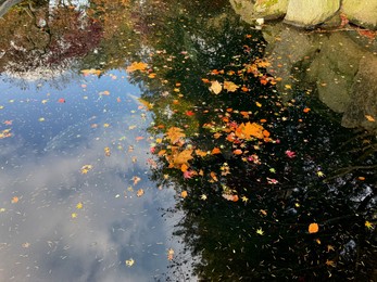 Photo of Colorful fallen leaves in pond at park