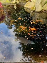 Photo of Big fish swimming in pond with fallen leaves outdoors