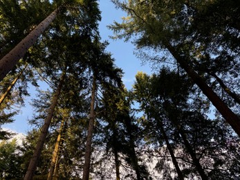 Photo of Beautiful trees against blue sky, low angle view