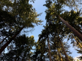 Photo of Beautiful trees against blue sky, low angle view