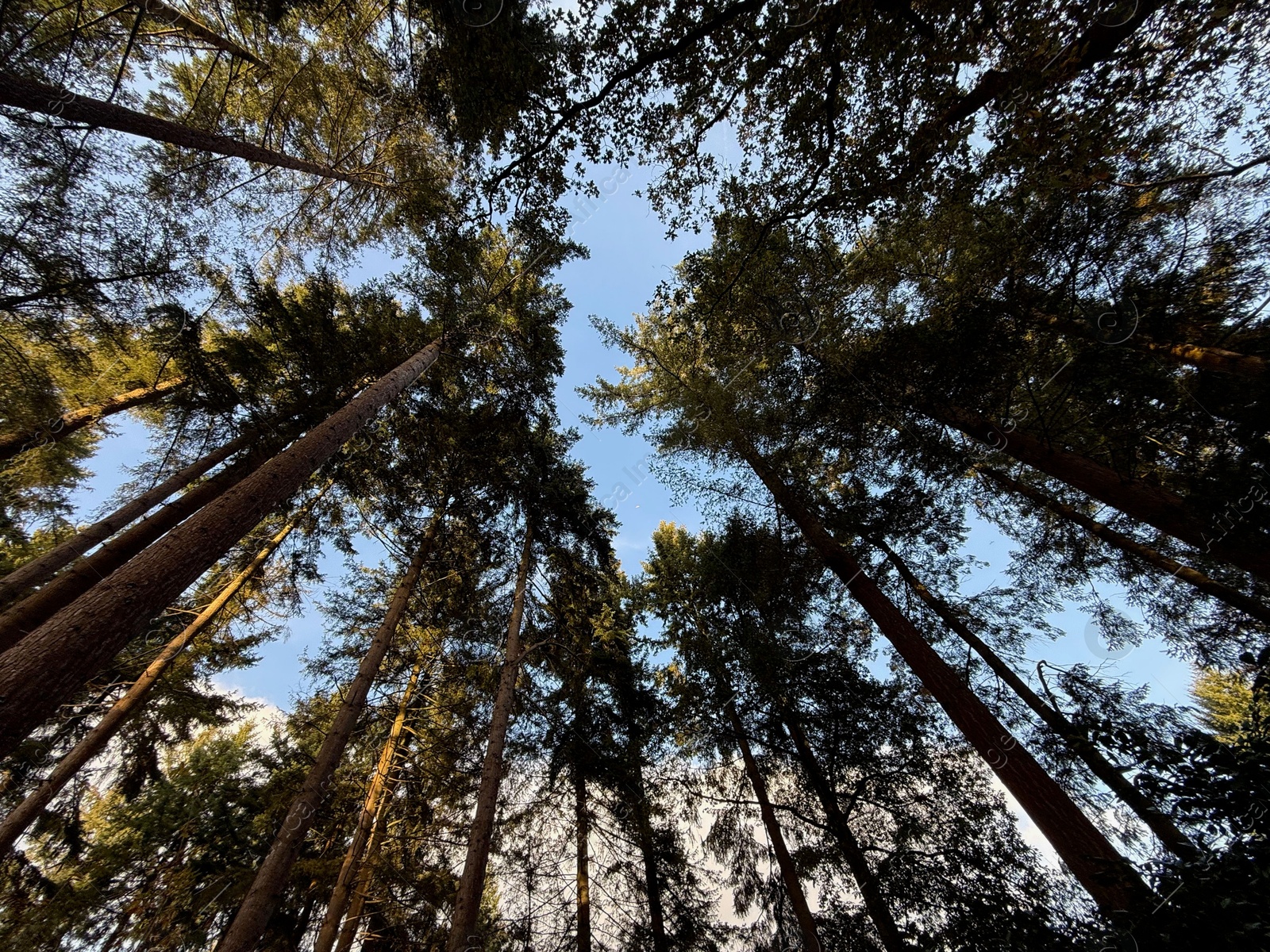 Photo of Beautiful trees against blue sky, bottom view