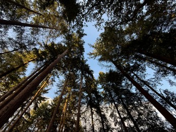 Photo of Beautiful trees against blue sky, bottom view