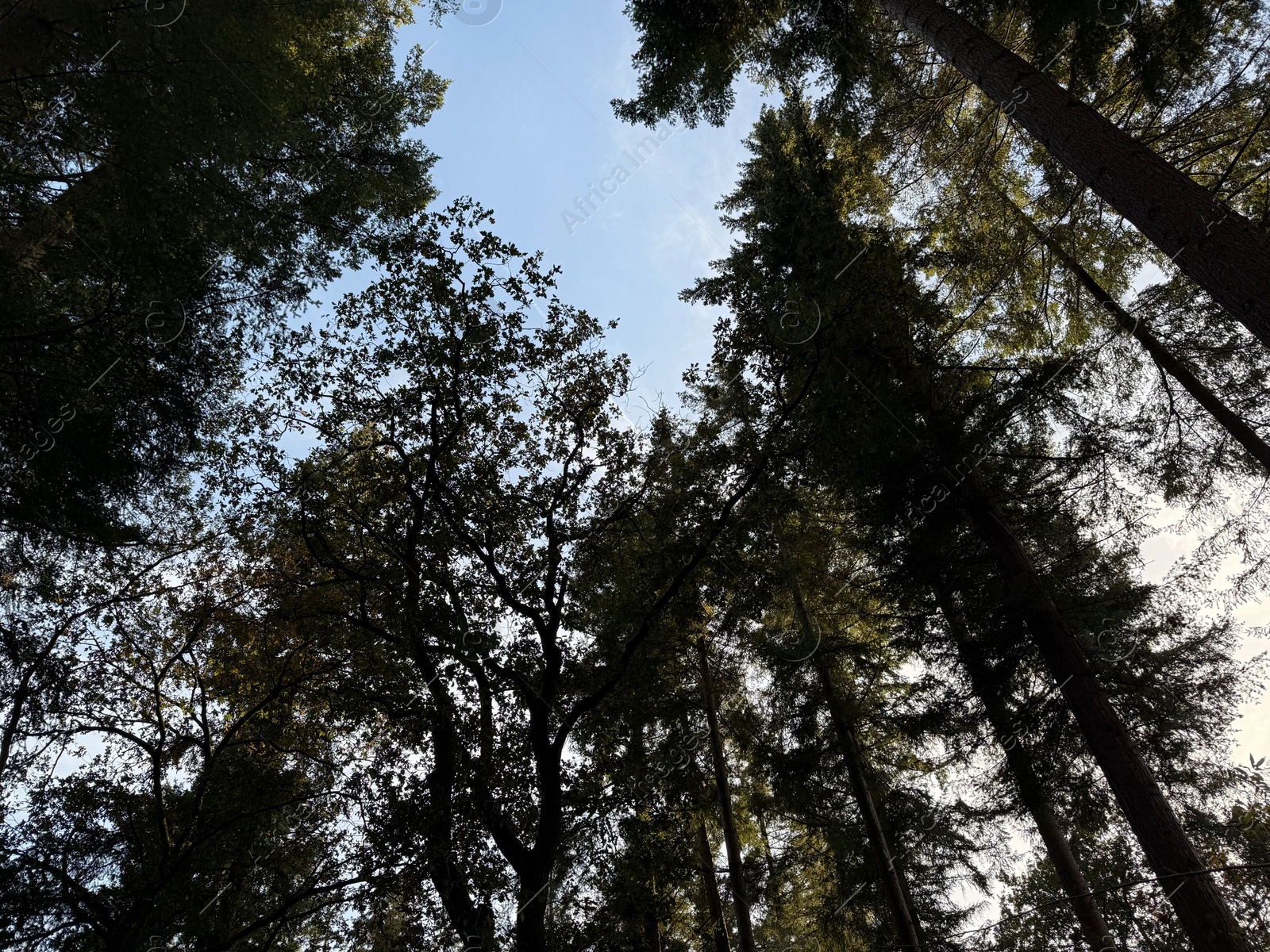 Photo of Beautiful trees against blue sky, low angle view