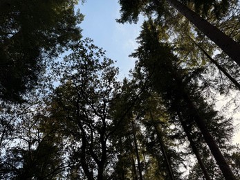 Photo of Beautiful trees against blue sky, low angle view