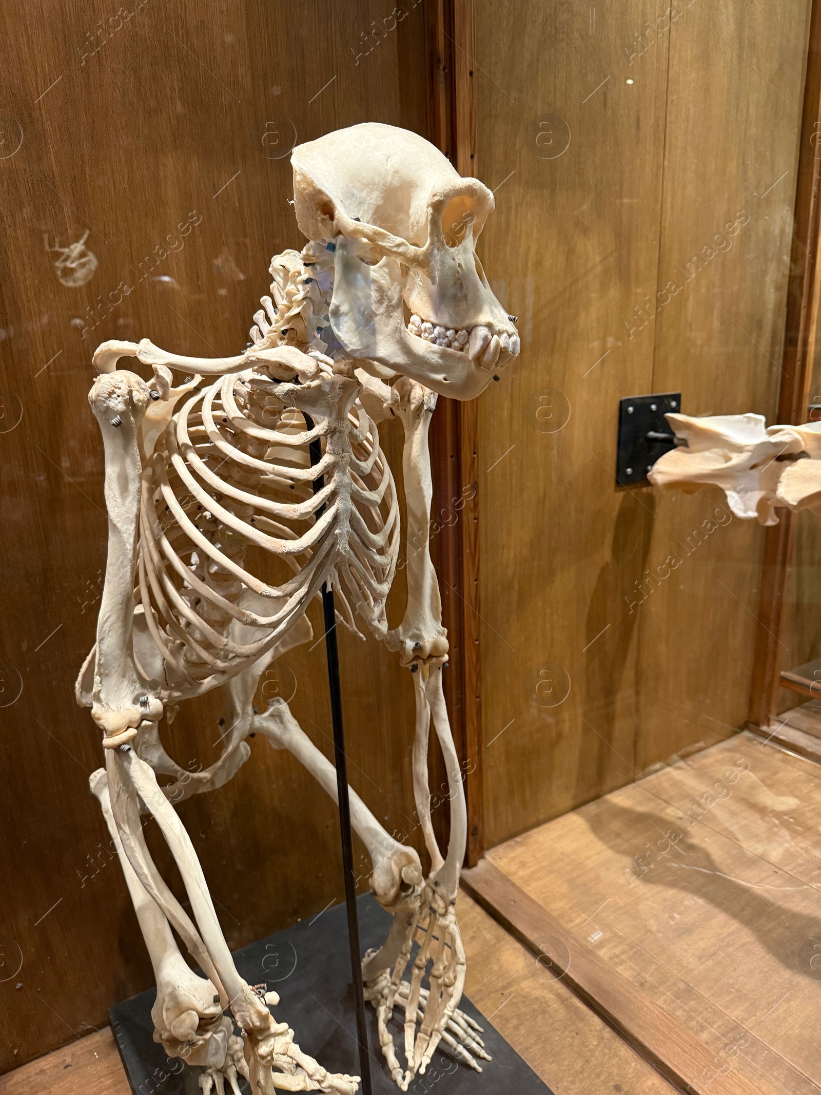 Photo of Skeleton of chimpanzee on display in museum