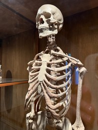 Photo of Model of human skeleton on display in museum