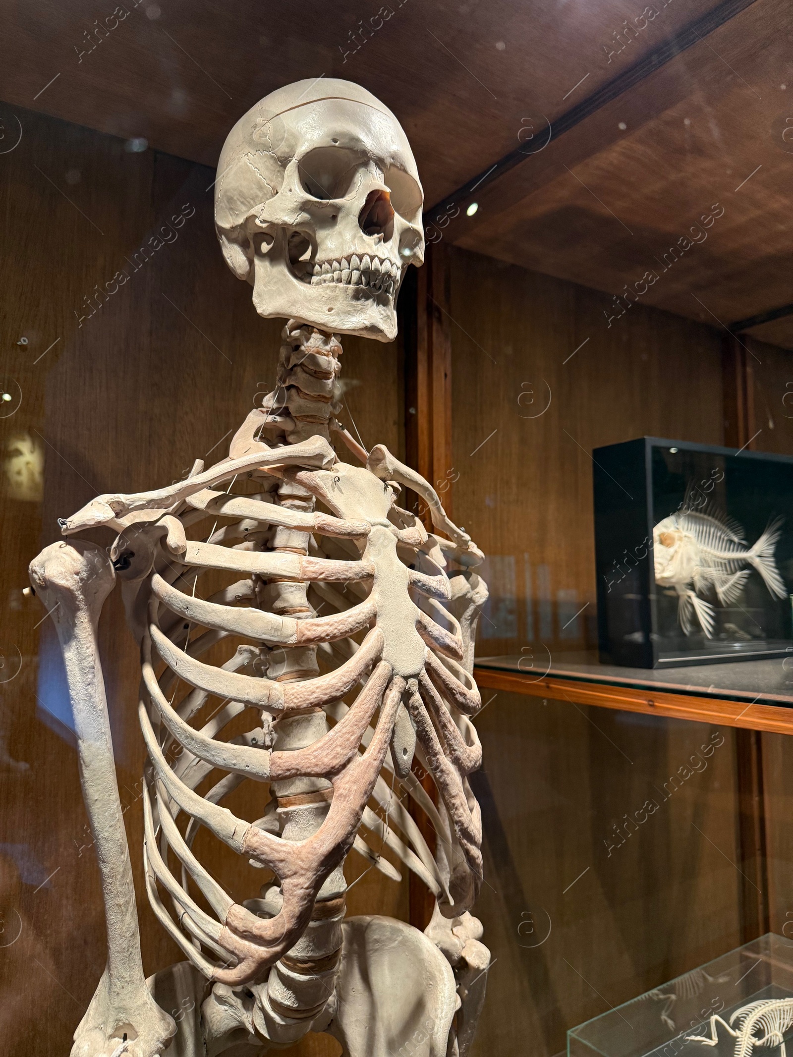 Photo of Model of human skeleton on display in museum