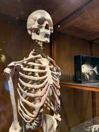 Photo of Model of human skeleton on display in museum