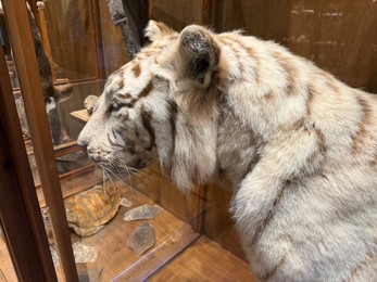 Photo of White tiger taxidermy on display in museum