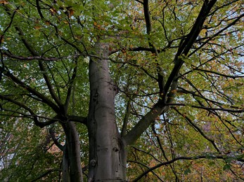 Photo of Trees with colorful leaves growing in autumn park