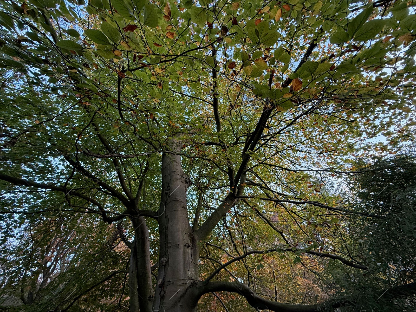 Photo of Trees with colorful leaves growing in autumn park