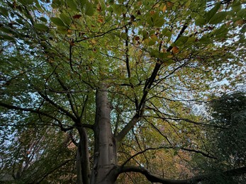 Photo of Trees with colorful leaves growing in autumn park