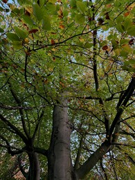 Photo of Trees with colorful leaves growing in autumn park