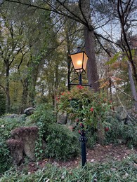 Photo of Different beautiful plants and street lamp in park