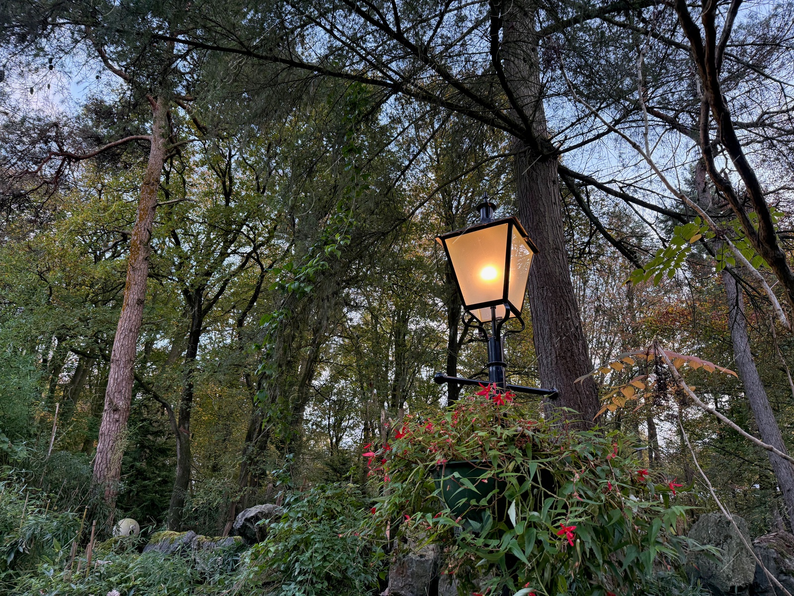 Photo of Different beautiful plants and street lamp in park