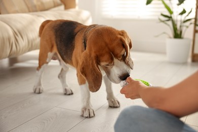 Photo of Owner giving toy to cute dog at home, closeup. Playing with pet