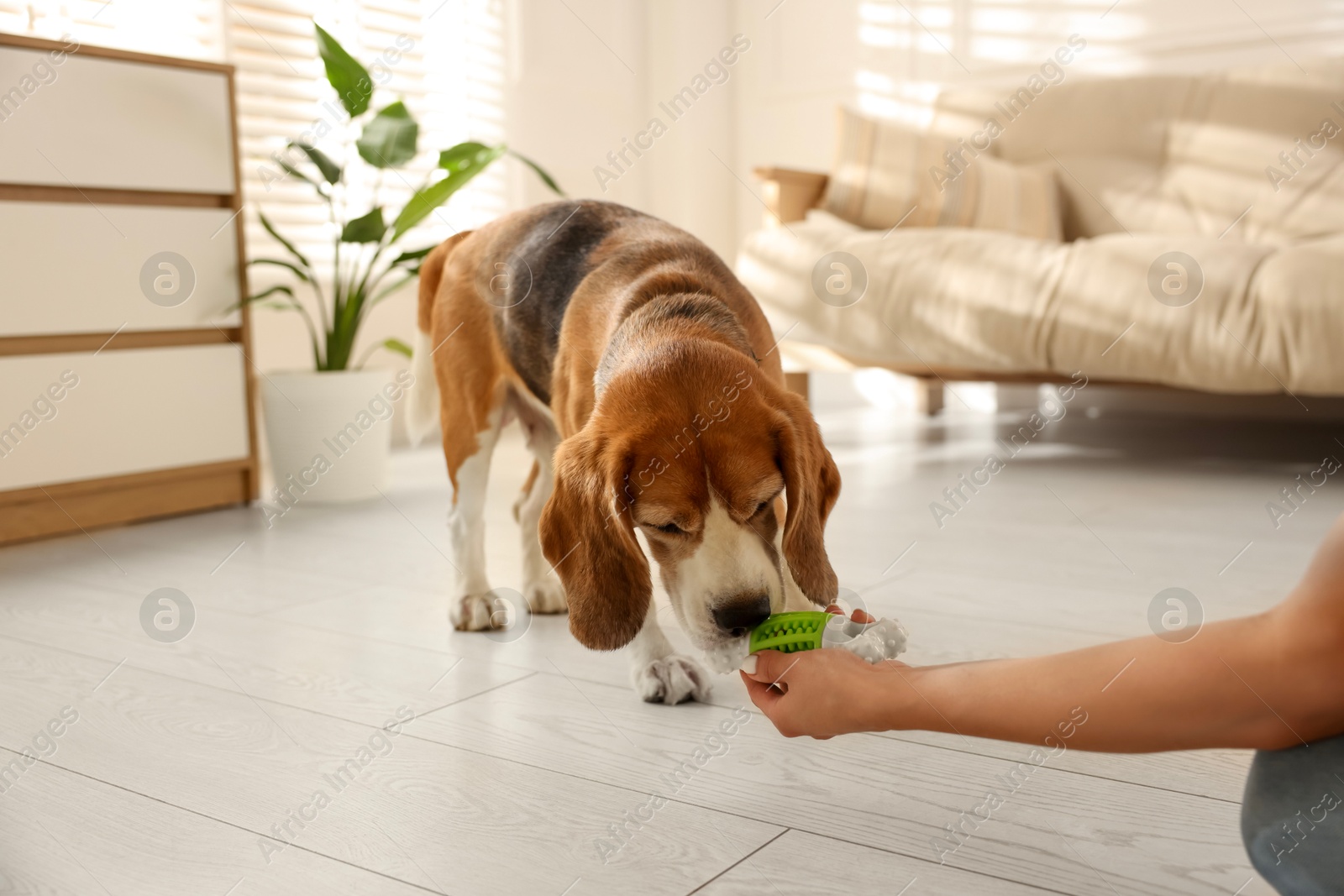 Photo of Owner giving toy to cute dog at home, closeup. Playing with pet