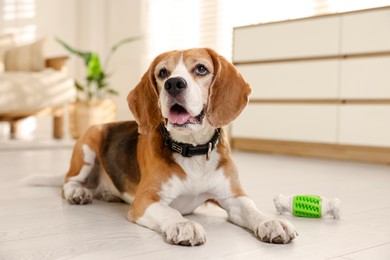 Photo of Cute dog playing with toy at home. Adorable pet