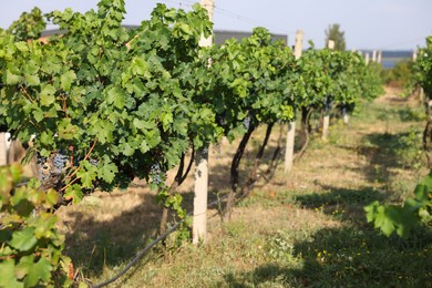 Photo of Fresh ripe juicy grapes growing on branches in vineyard