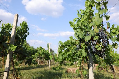 Photo of Fresh ripe juicy grapes growing on branches in vineyard