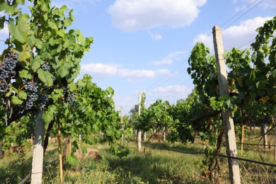 Photo of Fresh ripe juicy grapes growing on branches in vineyard