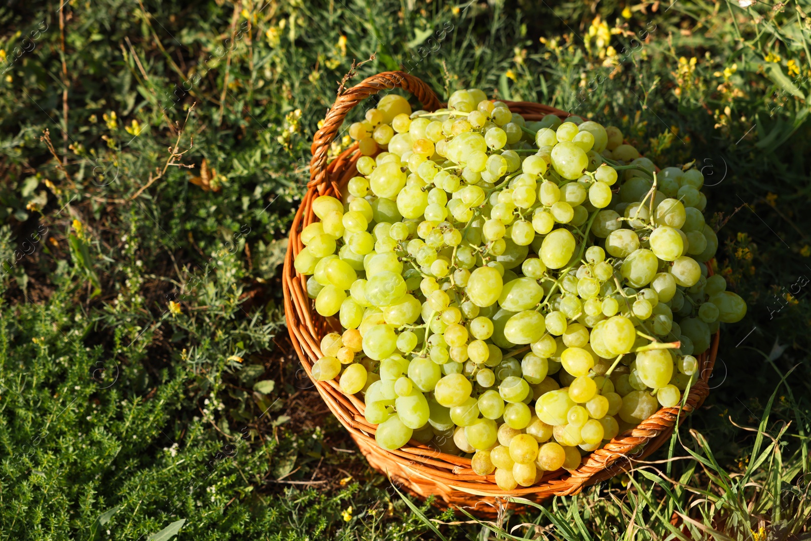 Photo of Ripe grapes in wicker basket outdoors on sunny day, above view