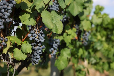 Photo of Ripe juicy grapes growing in vineyard outdoors, space for text