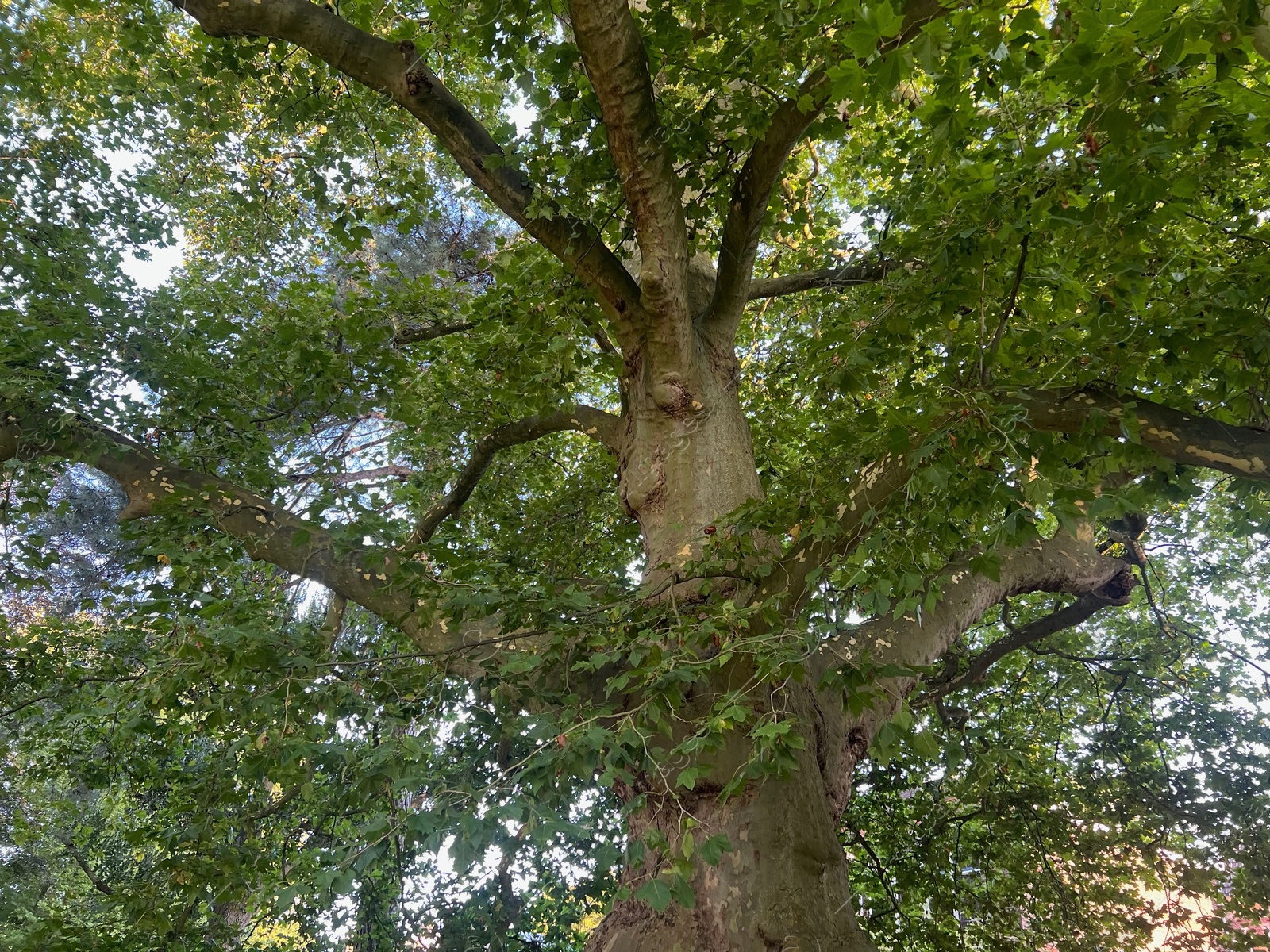 Photo of Beautiful tree with green leaves growing outdoors