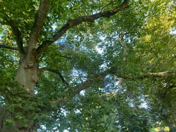 Photo of Beautiful tree with green leaves growing outdoors