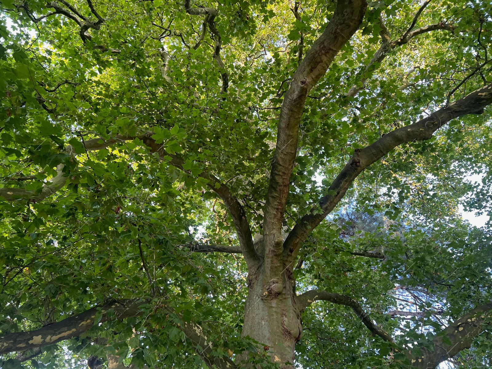 Photo of Beautiful tree with green leaves outdoors, bottom view