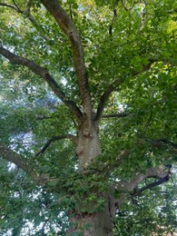 Photo of Beautiful tree with green leaves growing outdoors