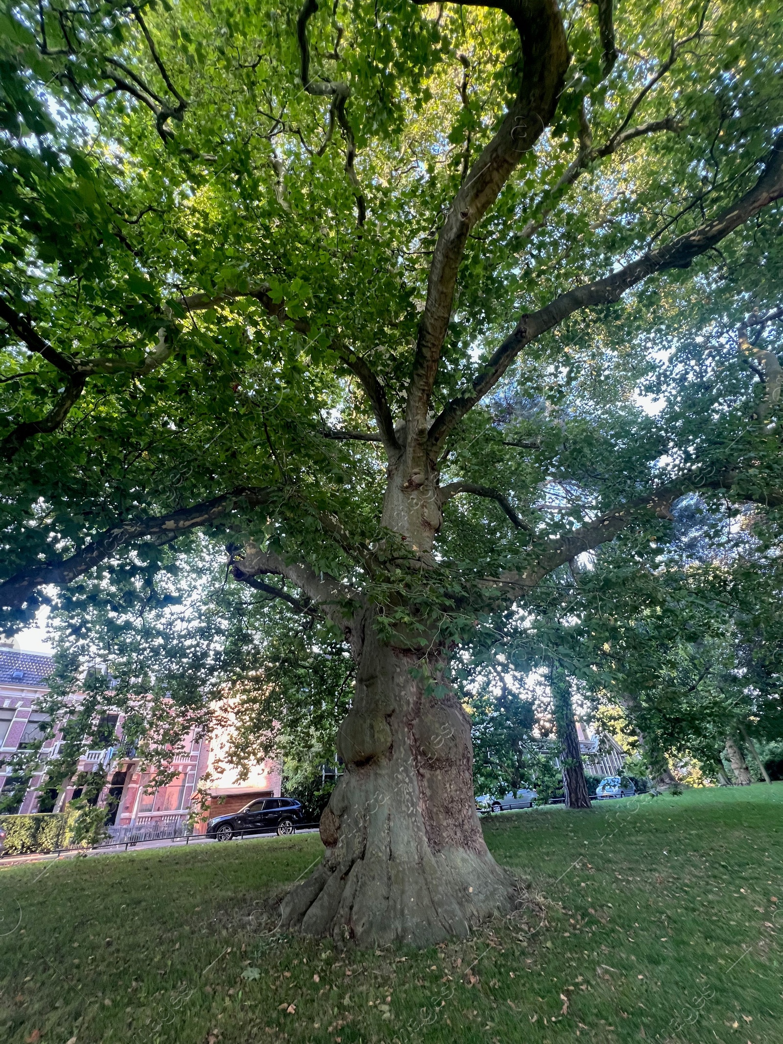 Photo of Beautiful tree with green leaves growing in park