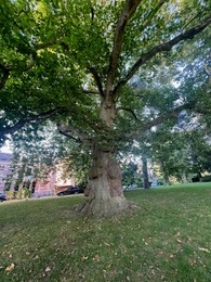 Photo of Beautiful tree with green leaves growing in park