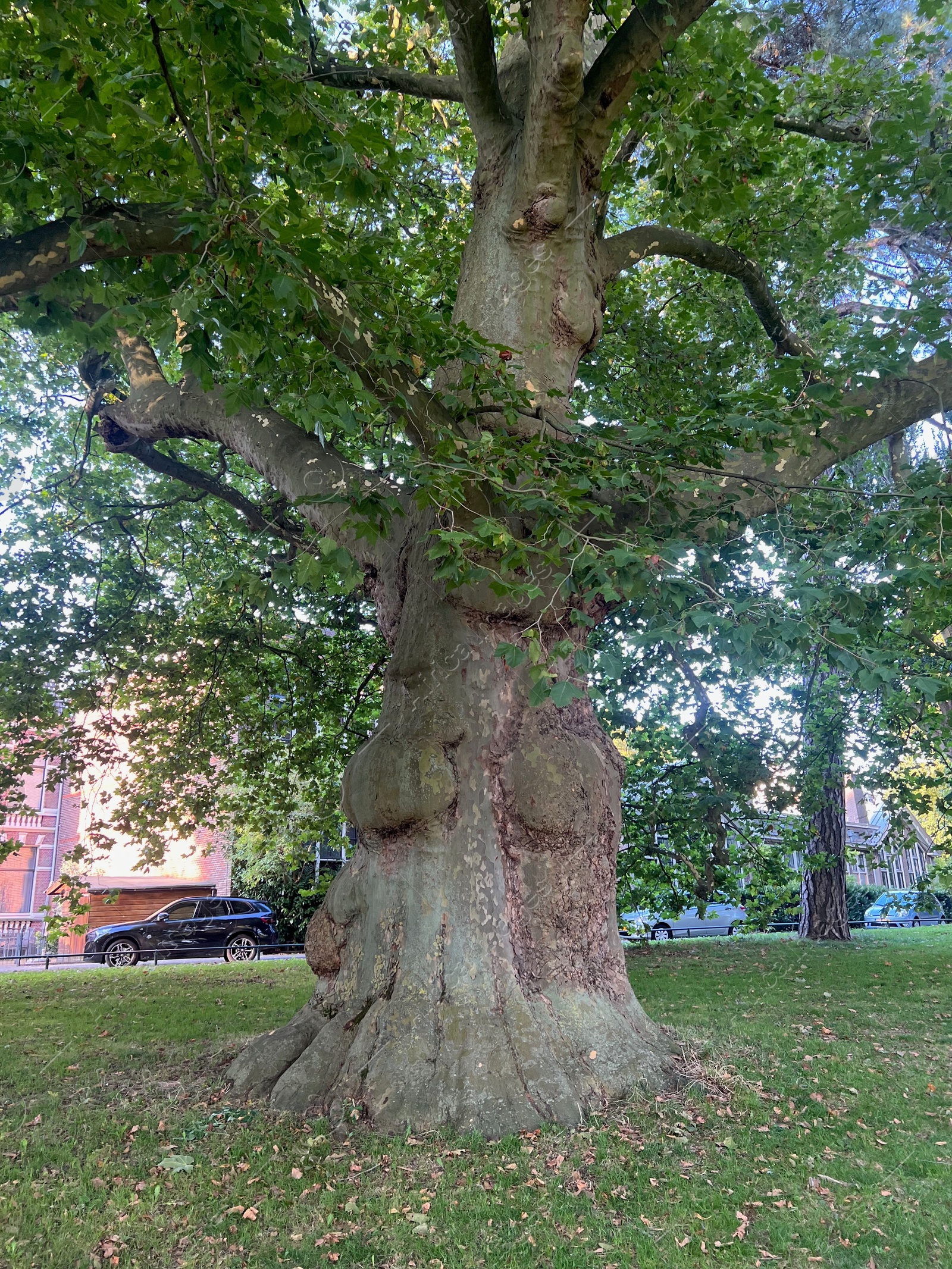 Photo of Beautiful tree with green leaves growing in park