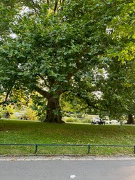 Photo of Beautiful tree with green leaves in park