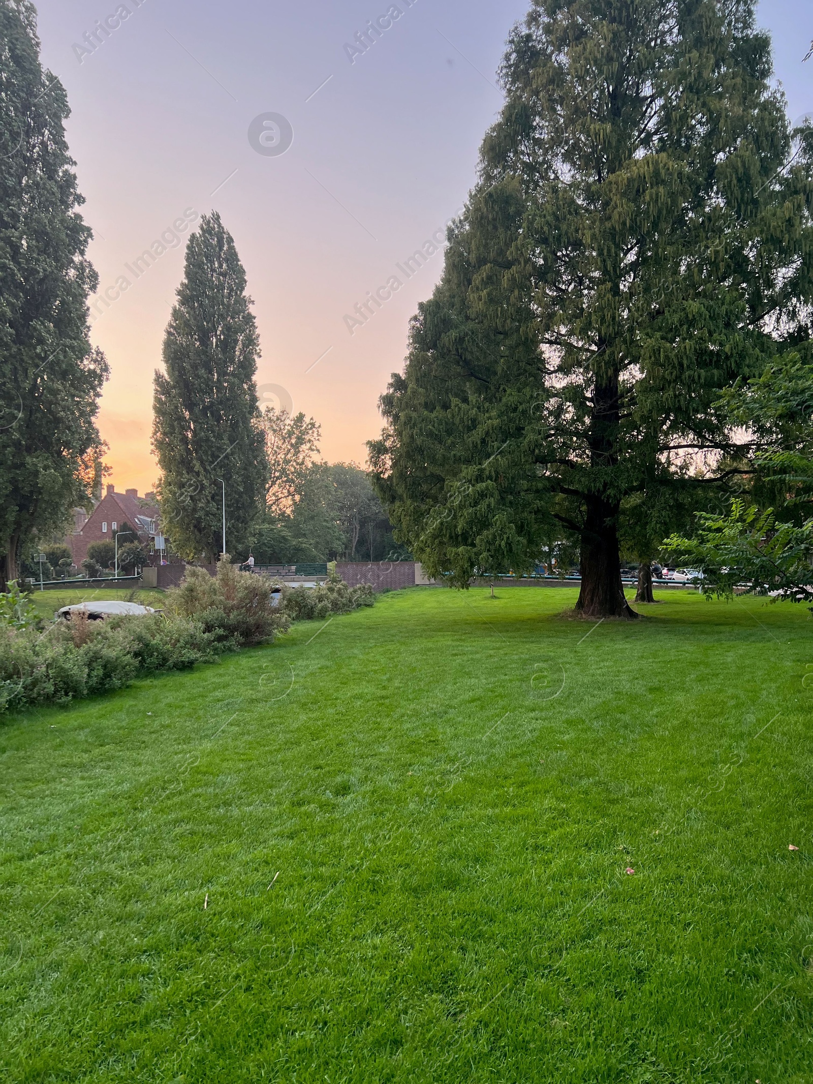 Photo of View of beautiful trees in park on sunset