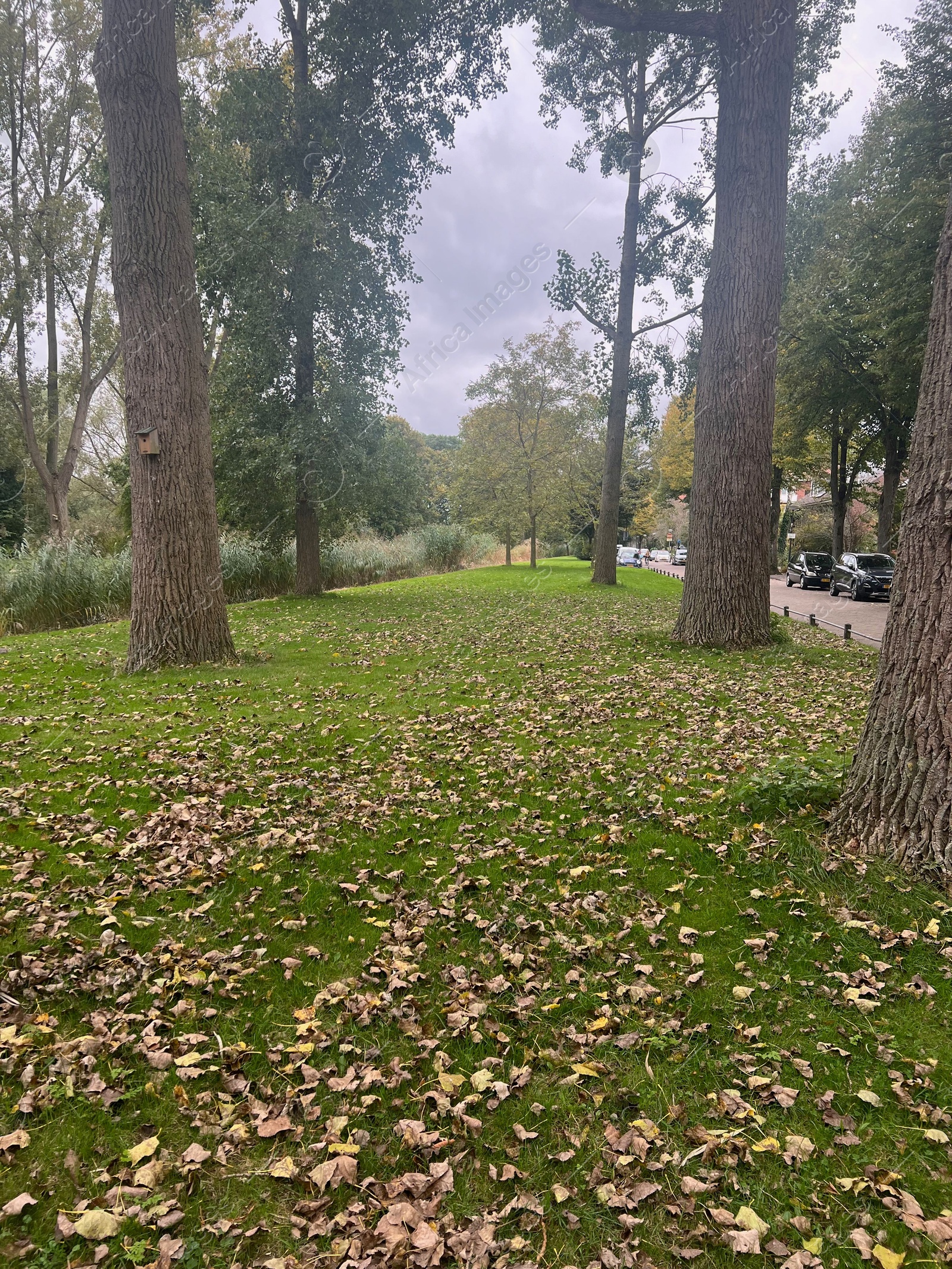 Photo of Beautiful trees and fallen leaves on green grass in park