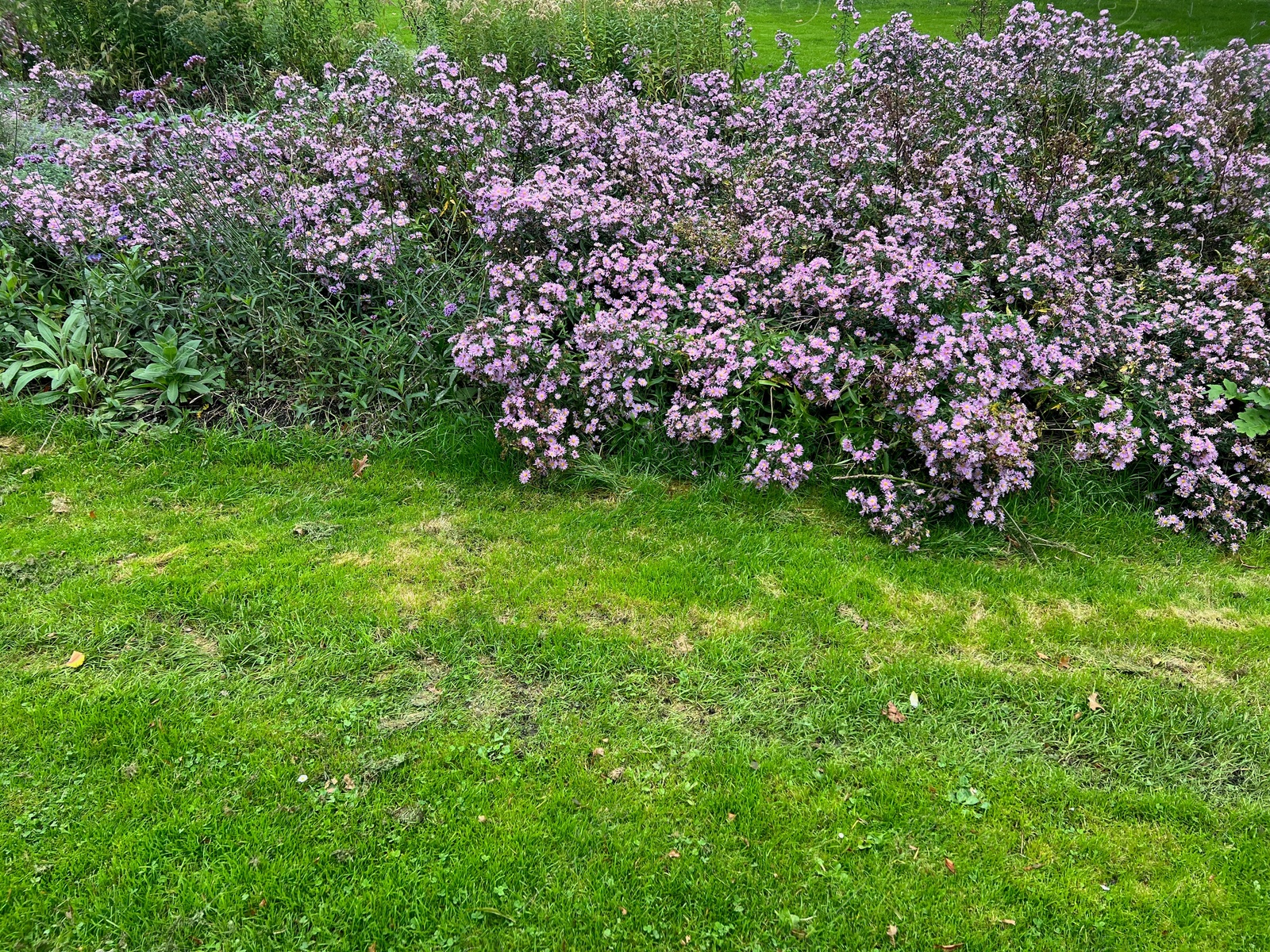 Photo of Beautiful violet flowers and green grass growing outdoors