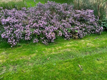 Photo of Beautiful violet flowers and green grass growing outdoors