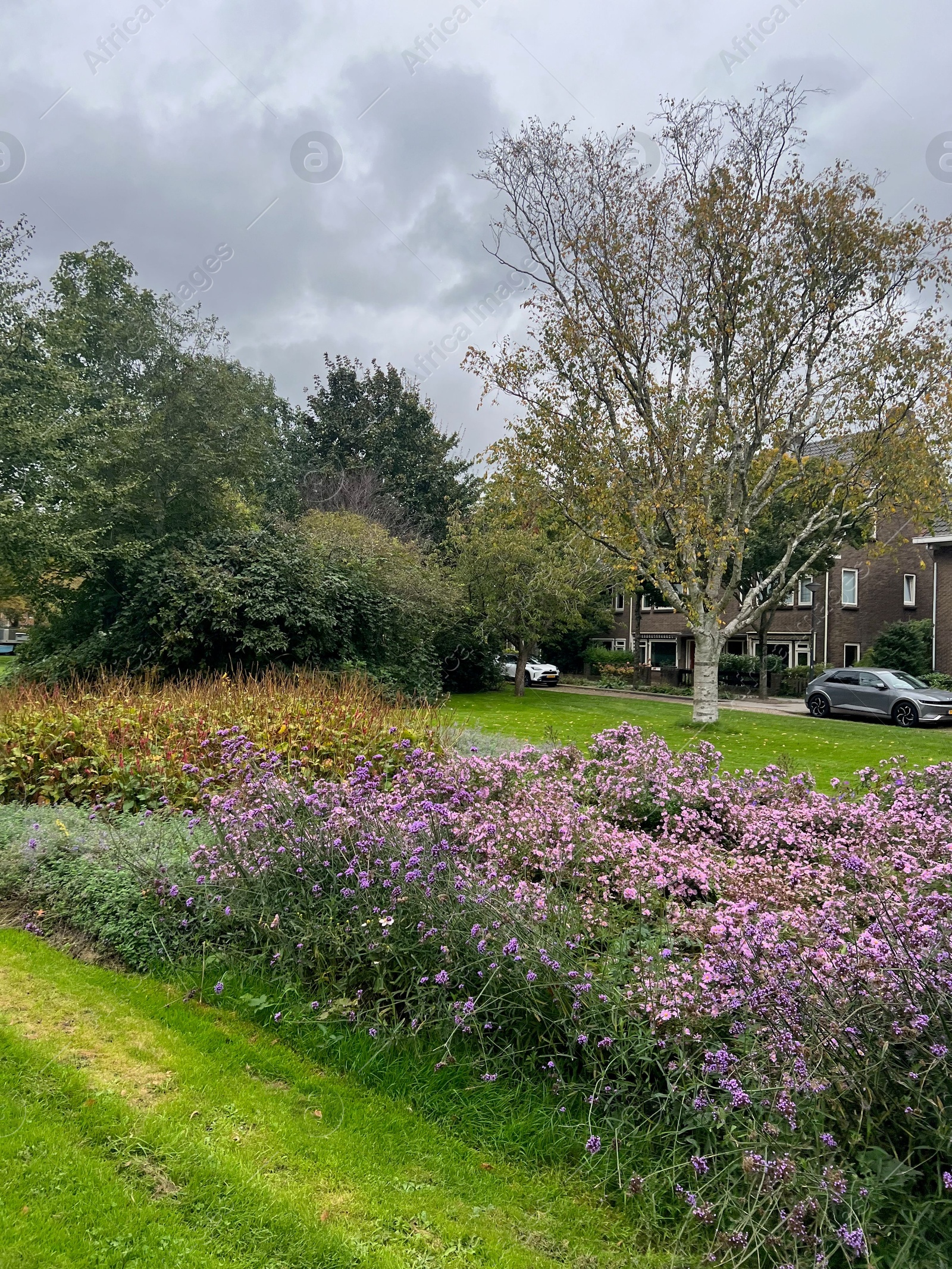 Photo of View of beautiful violet flowers, trees and buildings in city