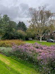 Photo of View of beautiful violet flowers, trees and buildings in city