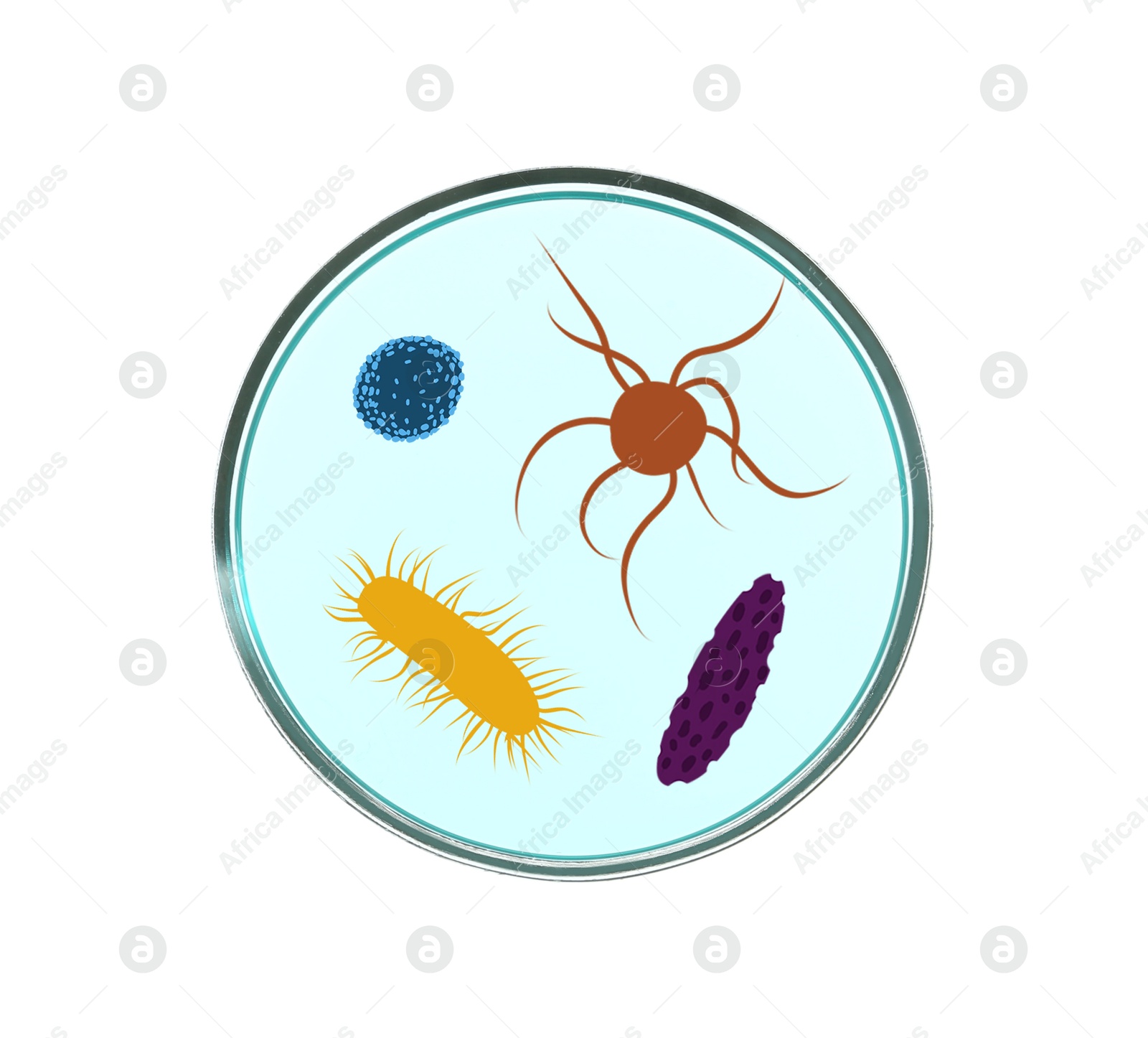 Image of Petri dish with microbes on white background, top view. Illustration of microorganisms