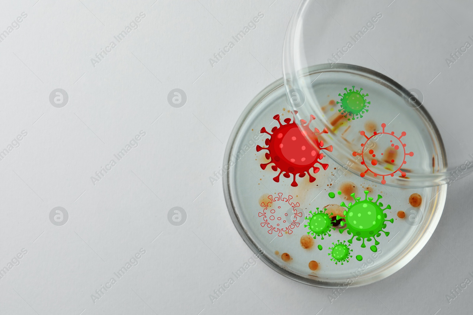 Image of Petri dish with microbes on grey background, top view. Illustration of microorganisms