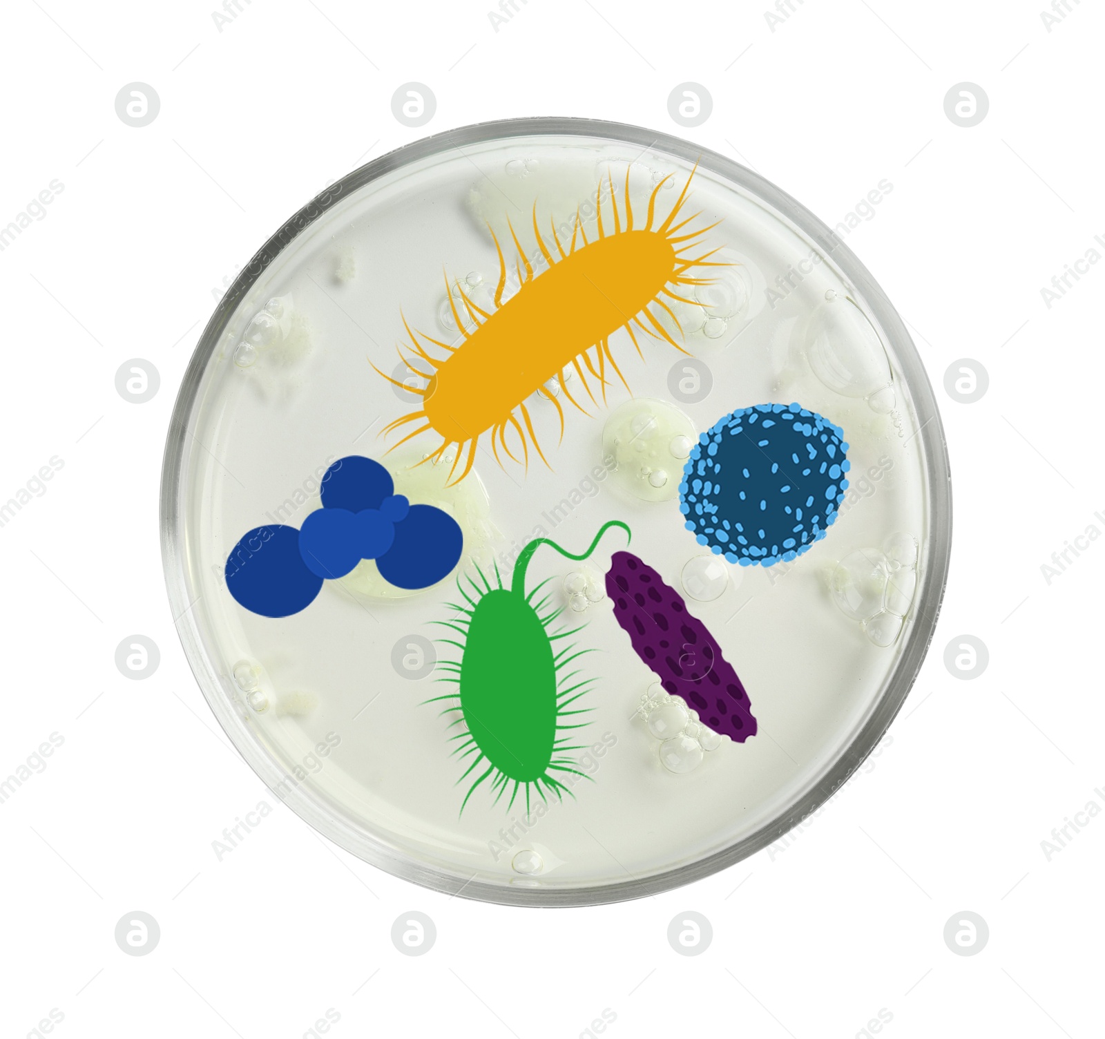 Image of Petri dish with microbes on white background, top view. Illustration of microorganisms