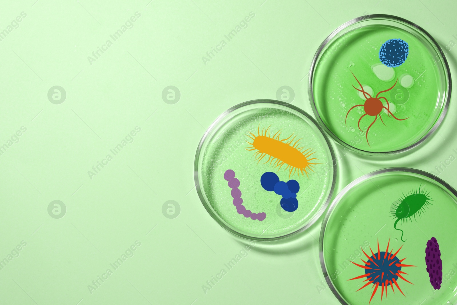 Image of Petri dishes with microbes on light green background, top view. Illustration of microorganisms